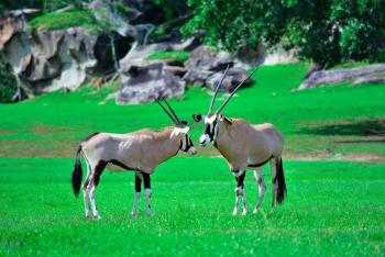 Half Day Adventure tour, Guancaste, Costa Rica